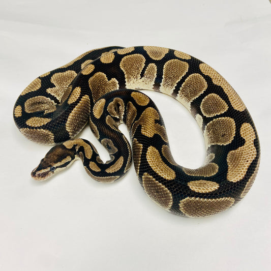 Adult Normal Ball Python- Female