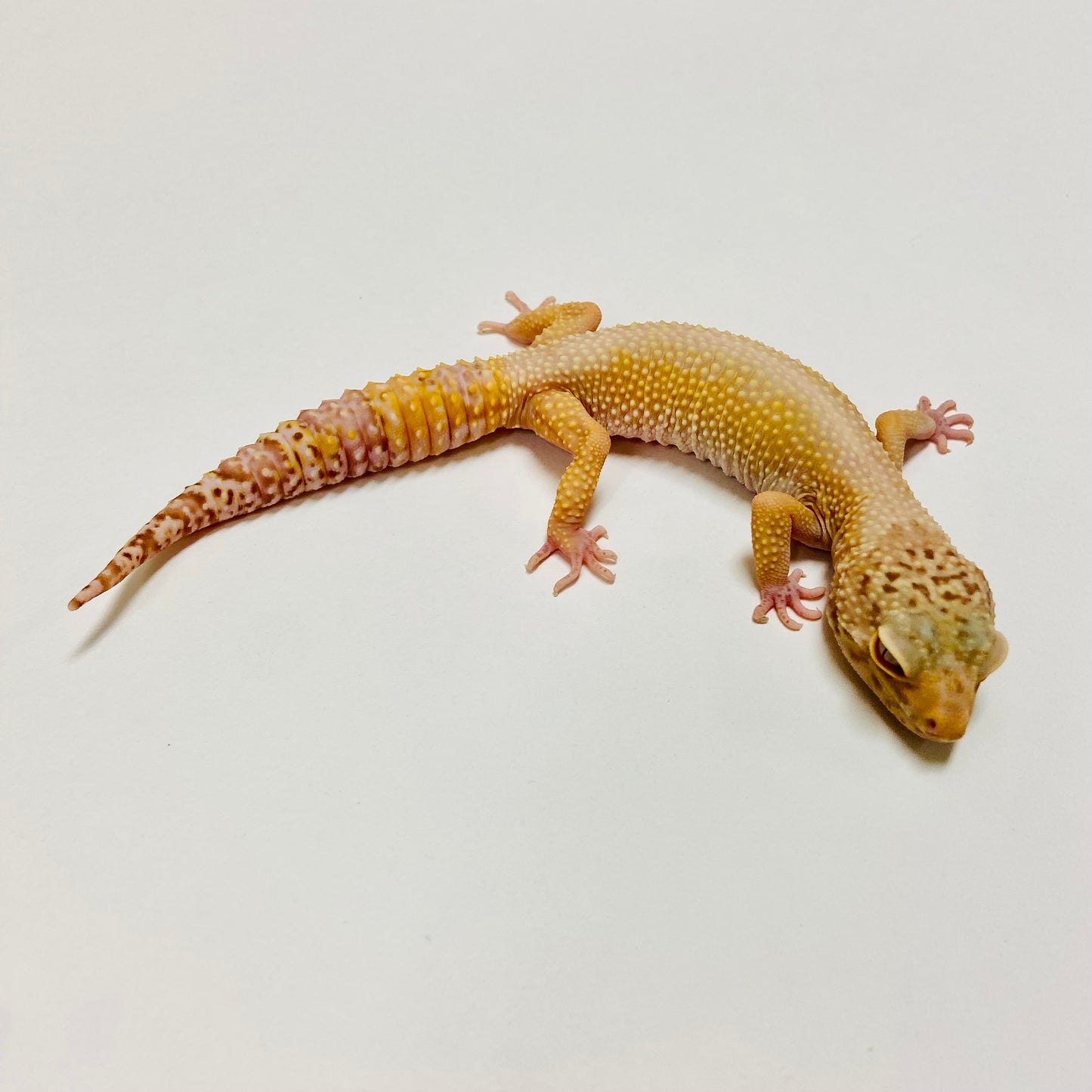 Sunglow Bell Leopard Gecko Female E-F10-71420-1
