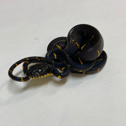 Mangrove Snake- 2023 Female #82023-F02