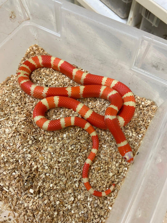 Extreme Albino Tangerine Honduran Milksnake 2023 Female F01