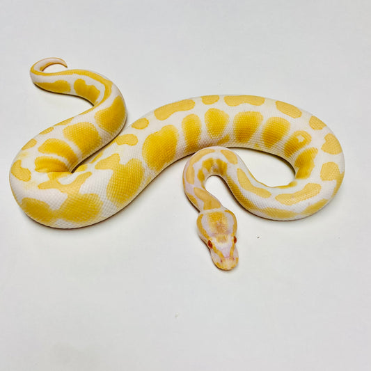 Albino Het Pied Ball Python- Male #2023M02