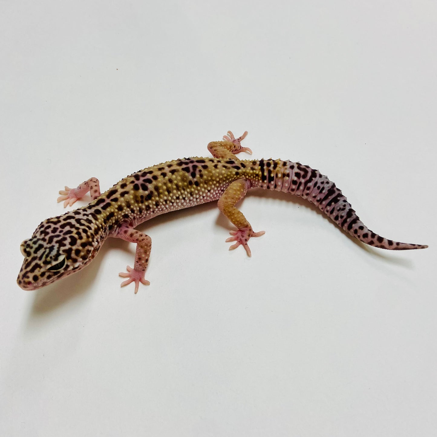 Dark Mack Snow Leopard Gecko Female A-C3-53123-1