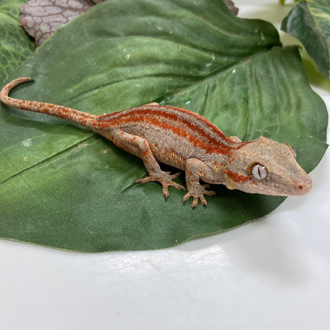 Red/Orange Stripe Gargoyle Gecko- 2023 Unsexed #A601