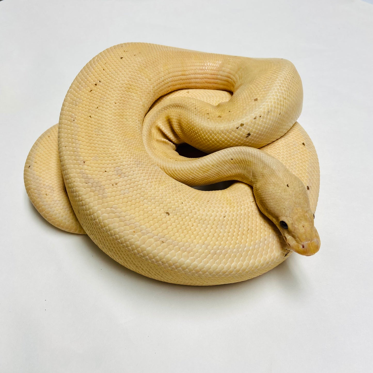 Adult Banana Lori X-treme Pinstripe Ball Python- Male