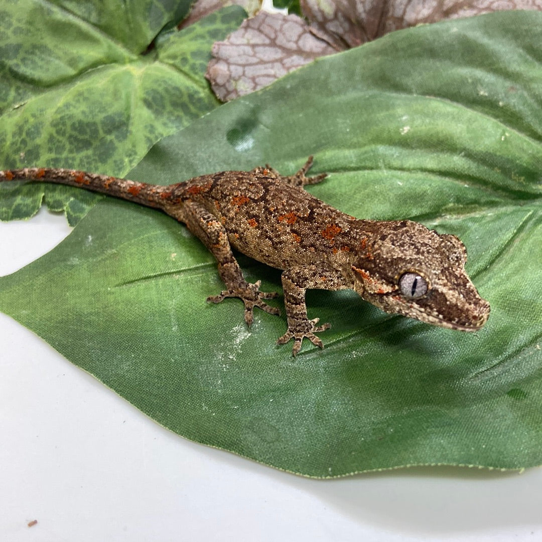 Banded Red Blotched Reticulated Gargoyle Gecko- 2023 Prob Male #B301