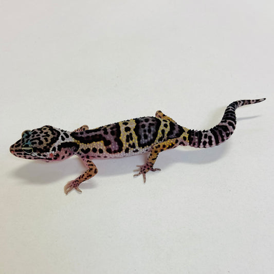 Dark Mack Snow Pos Het Bell & Eclipse Leopard Gecko- Pos Male #C-C6-52623-1