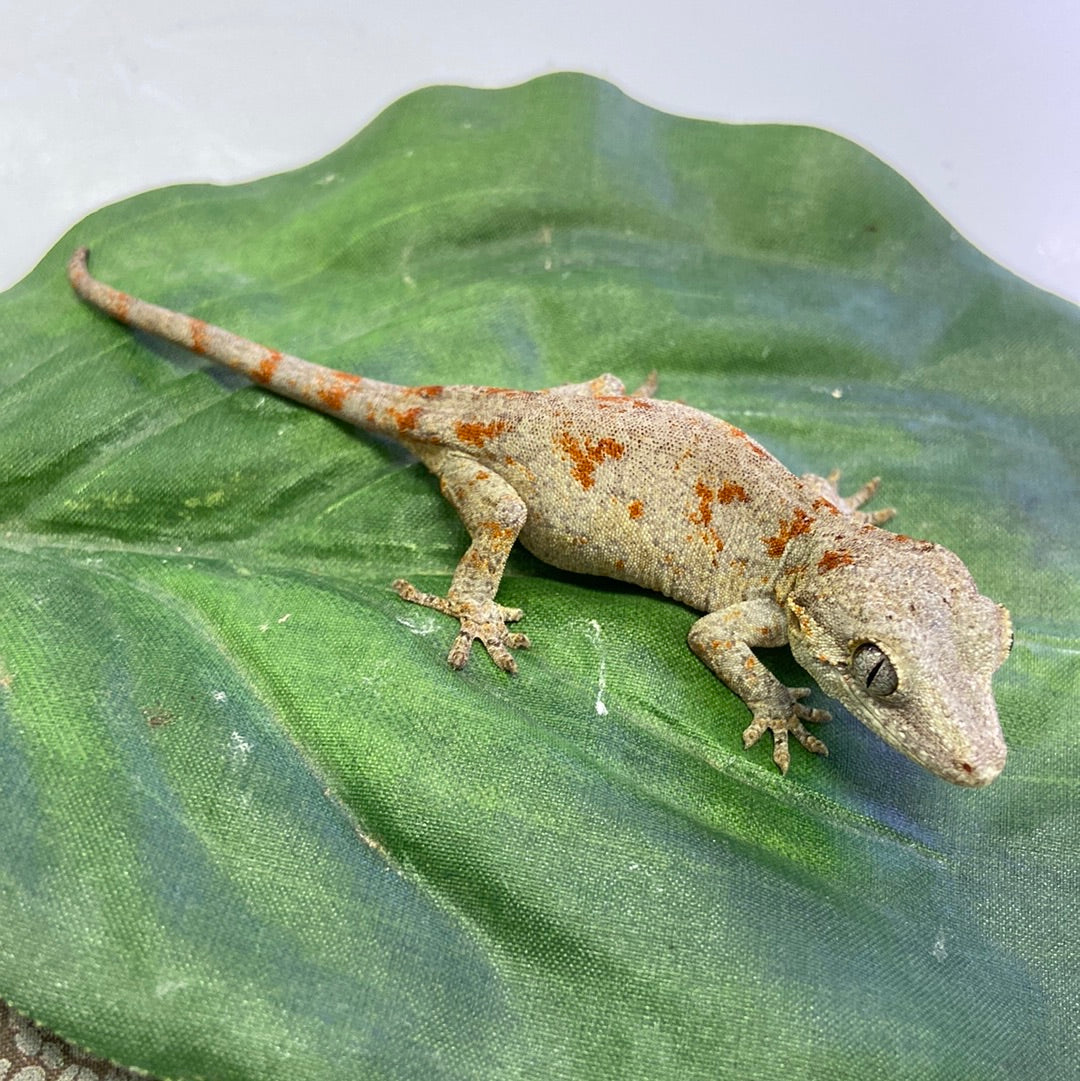Orange Blotched Reticulated Gargoyle Gecko Pos Male #AN234
