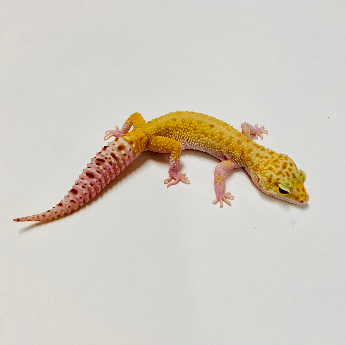 Raptor W/Y Leopard Gecko Female E-M1-71718-1