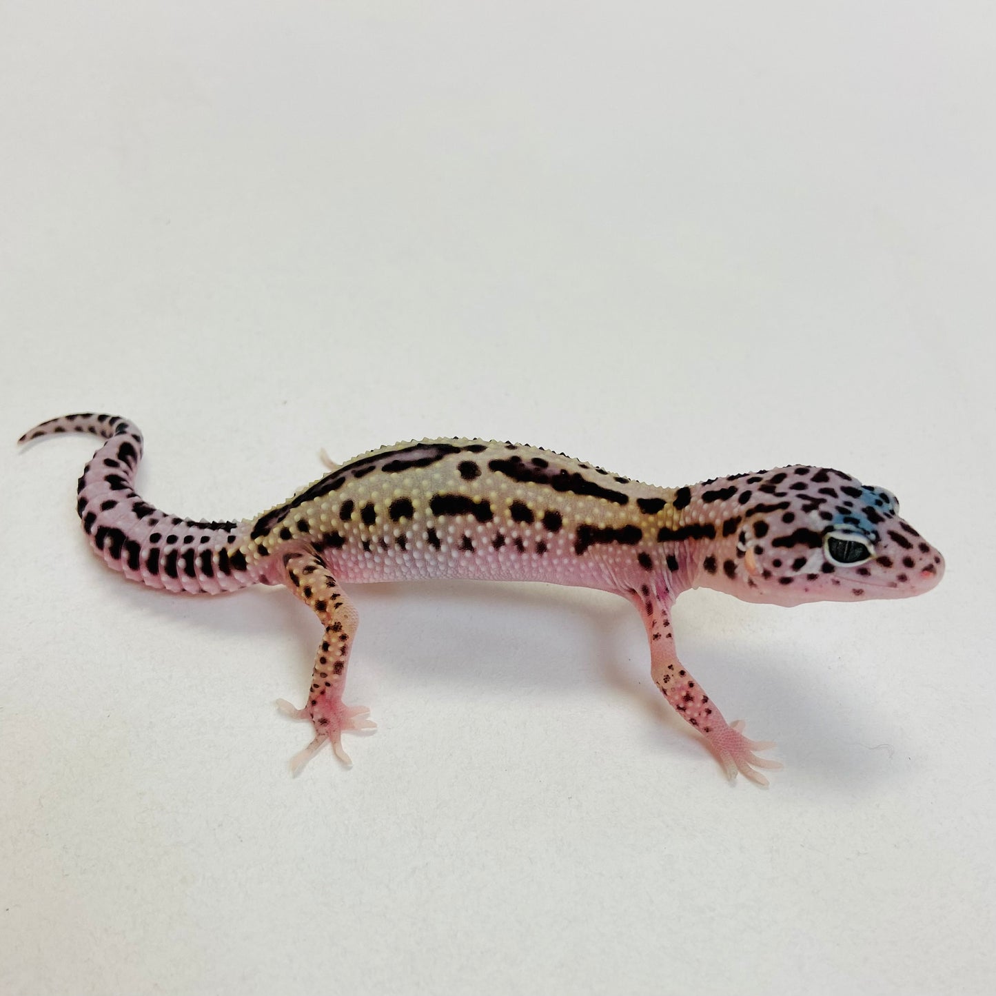 Dark Mack Snow Reverse Stripe Leopard Gecko- Pos Male #C-C1-53123-1