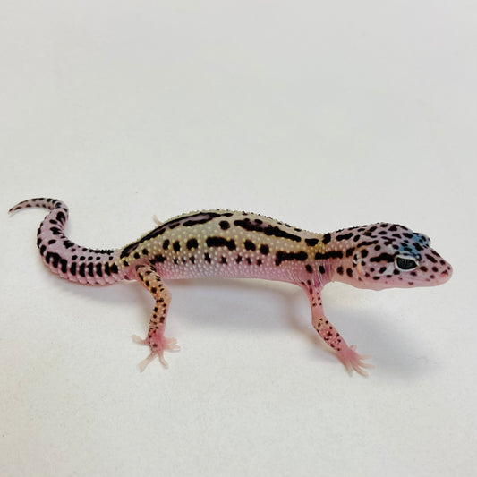Dark Mack Snow Reverse Stripe Leopard Gecko- Pos Male #C-C1-53123-1