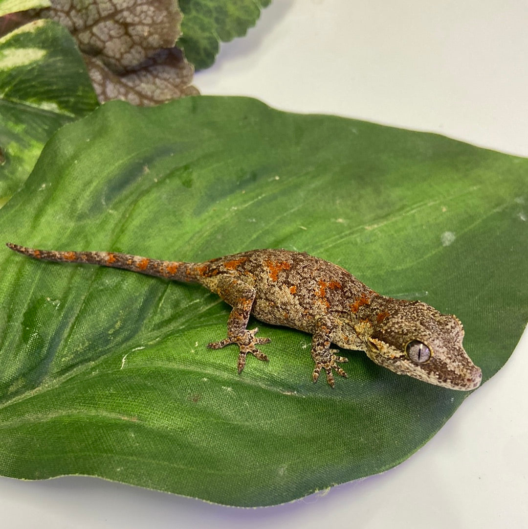 Orange Blotched Reticulated Gargoyle Gecko Pos Male #AN234