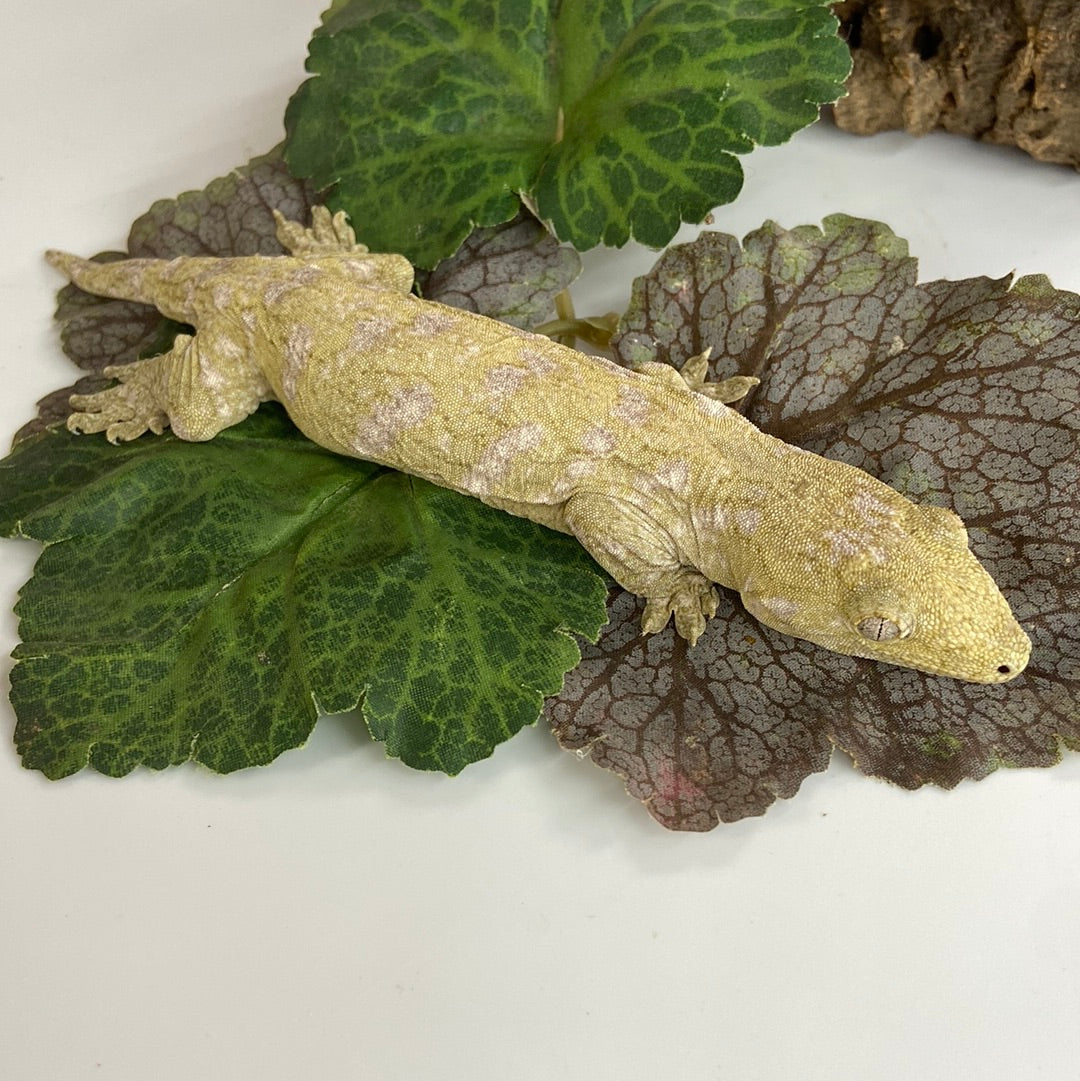 Pine Isle x Nuu Ami / Brosse Leachianus Gecko- Female #FS3-51823