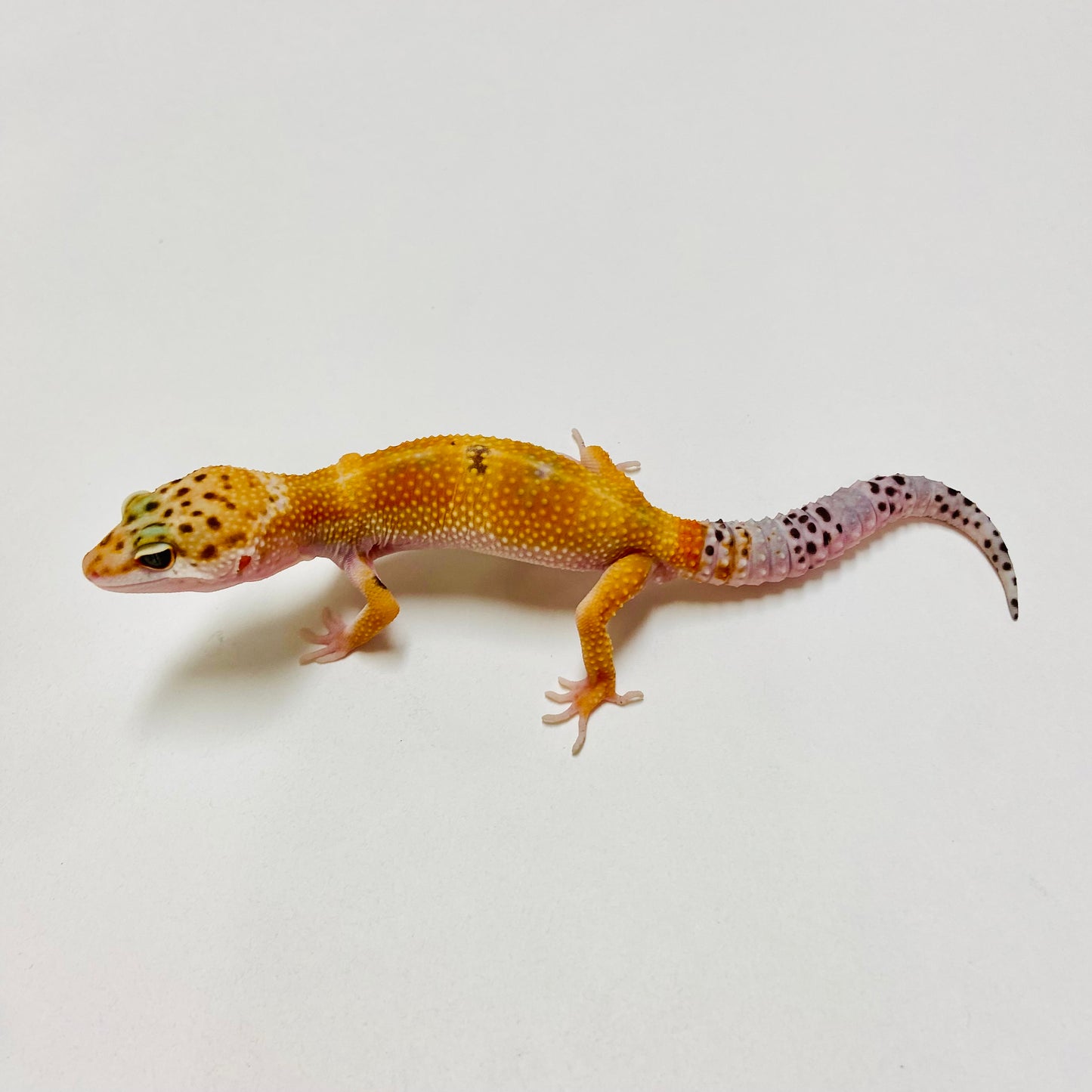 Hypo Tangerine W/Y Leopard Gecko Male E-B7-90324-1