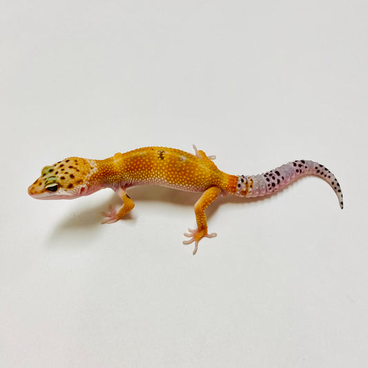 Hypo Tangerine W/Y Leopard Gecko Male E-B7-90324-1