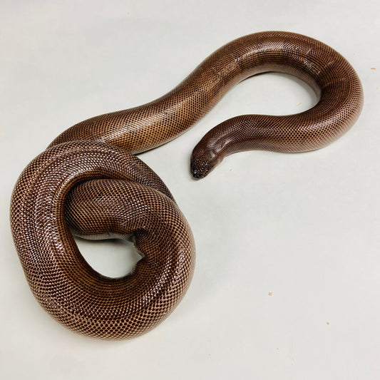 Adult Indian Sand Boa - Females