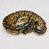 Ball Pythons for Sale at BHB Reptiles - High Quality & Wide Variety in ...