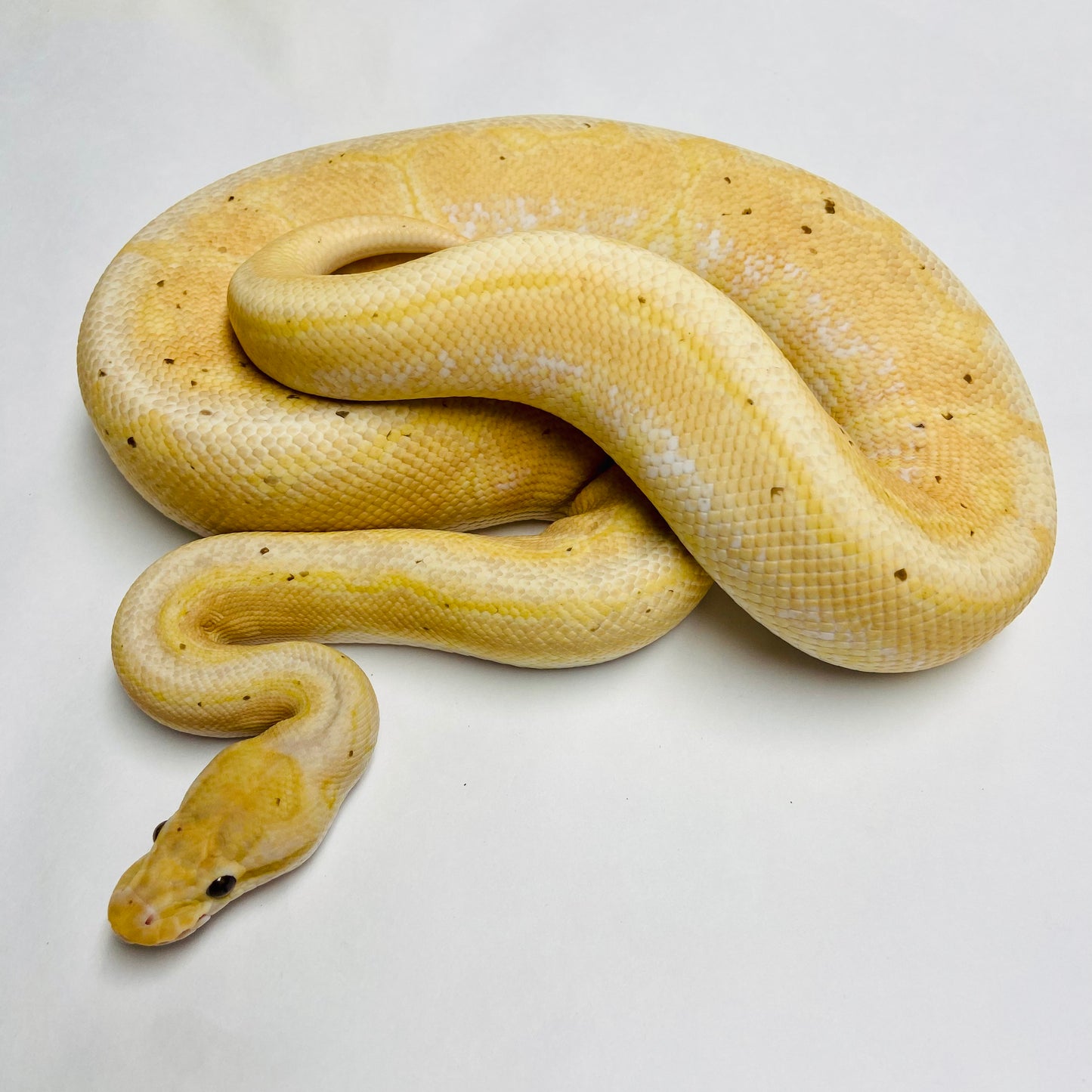 Adult Banana Cinnamon Enchi Pinstripe Ball Python- Male