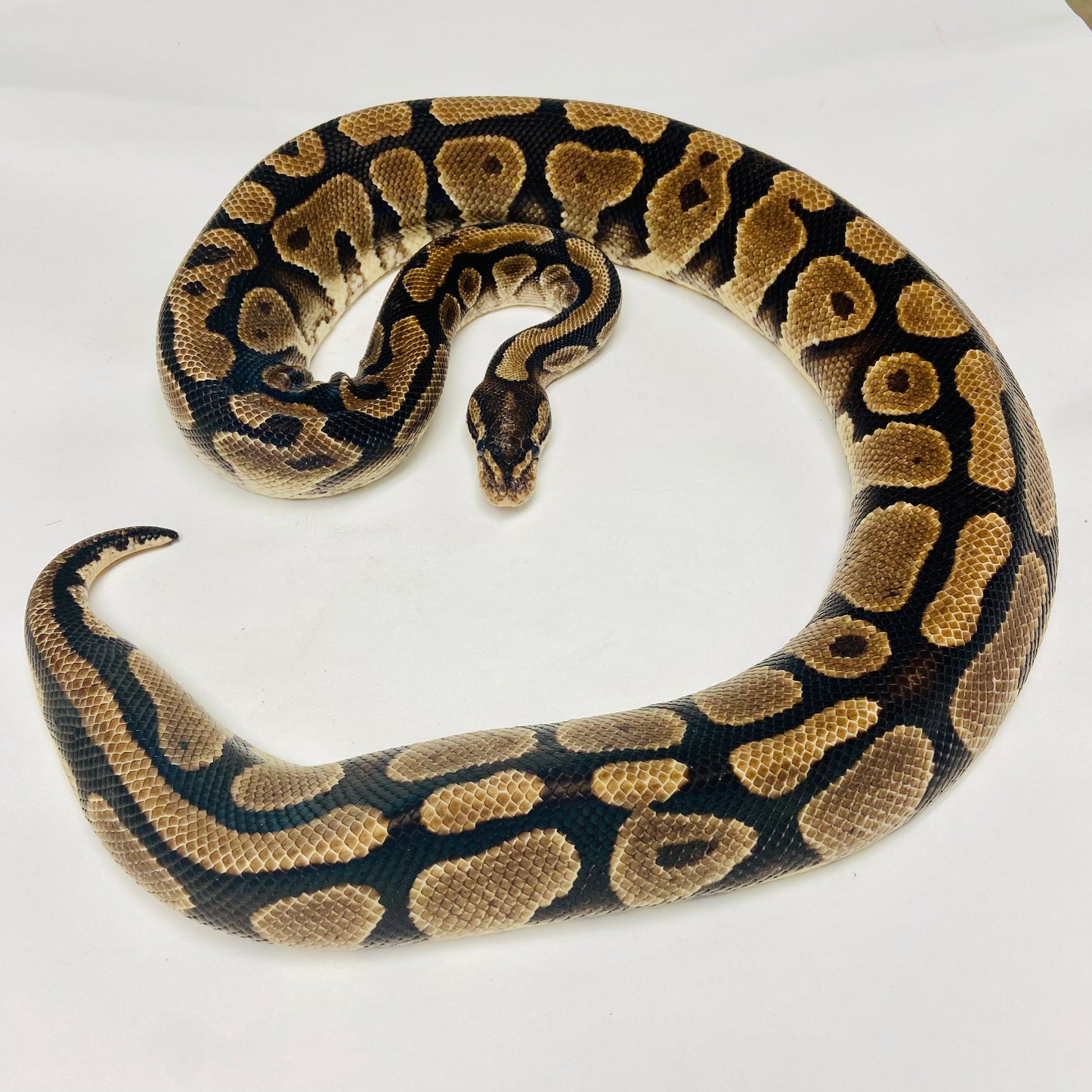 Adult Yellowbelly Ball Python- Female