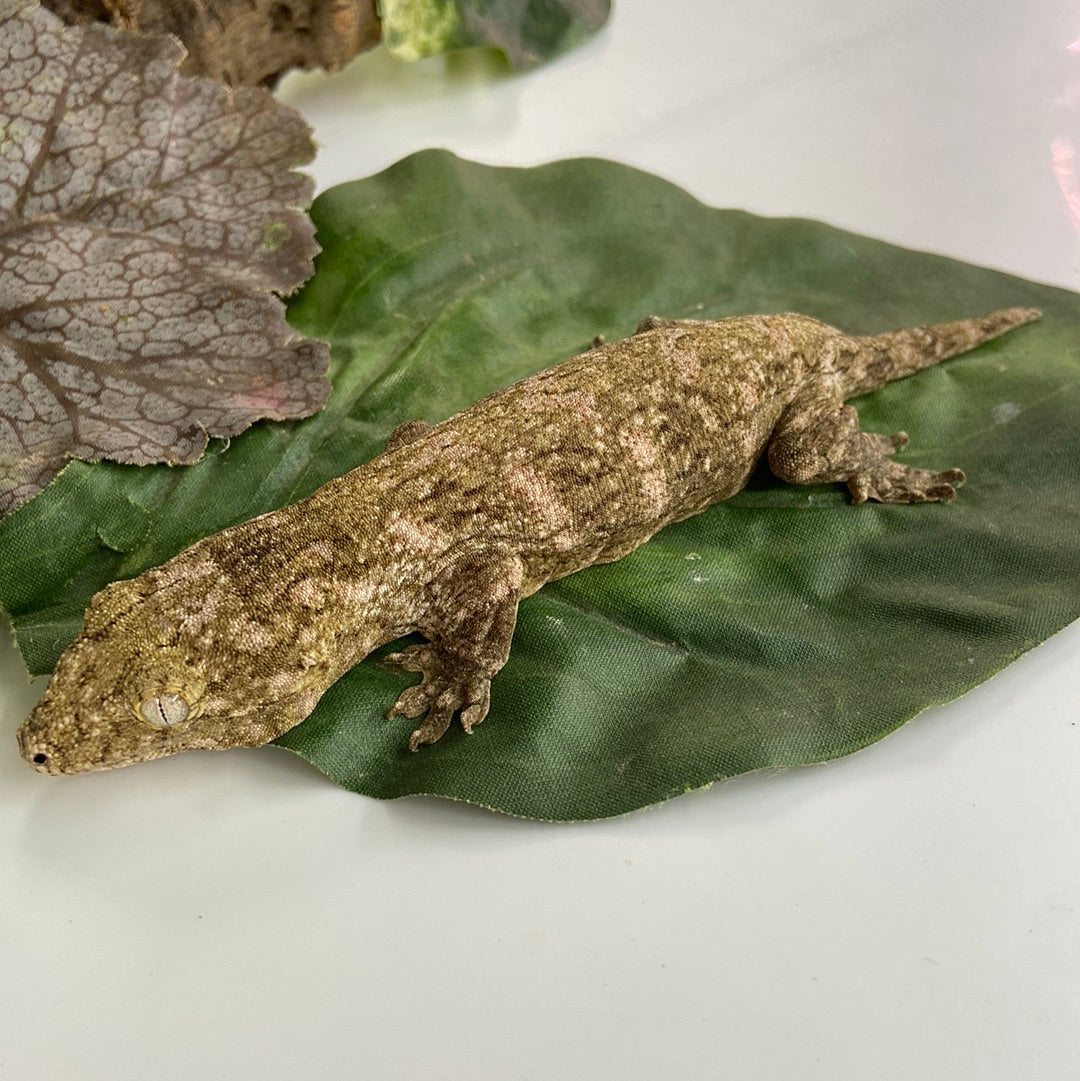 Pine Isle x Nuu Ami / Brosse Leachianus Gecko- Prob Female #FS2-82423