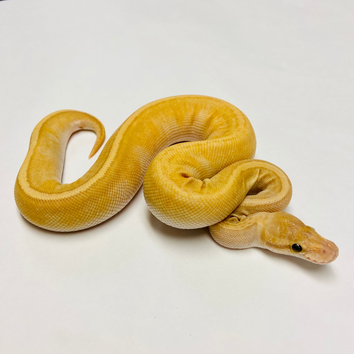 Banana Pinstripe Mojave GHI Ball Python- Male #2023M01