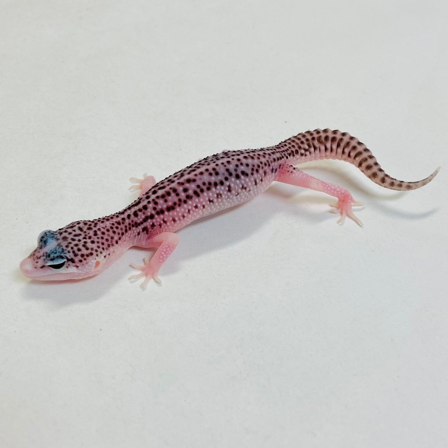 Pied Galaxy Pos Het Tremper Leopard Gecko- Pos Female #C-C7-60323-1