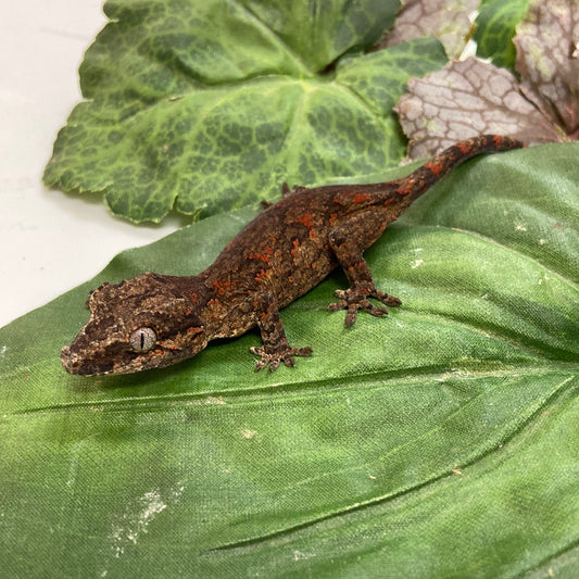 Orange Blotched Reticulated Gargoyle Gecko- 2023 Unsexed #AN301