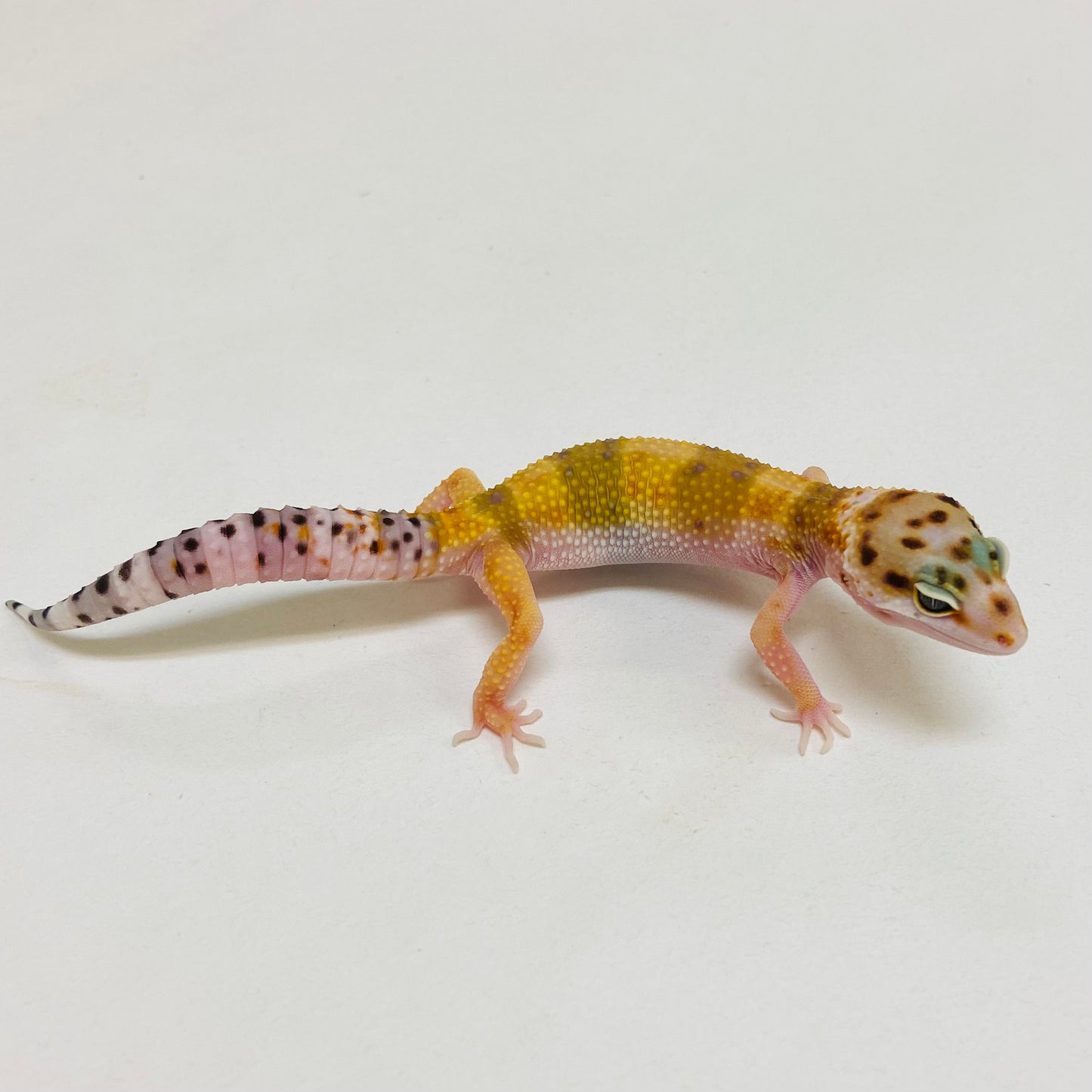 Citrine Het Tremper Leopard Gecko- Pos Female #D-C9-60723-1