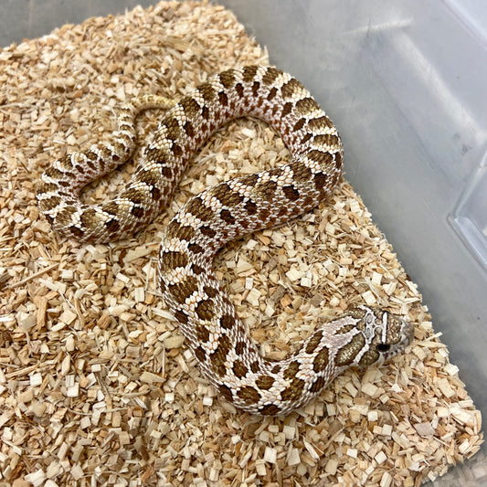 Het Pastel Pink Albino Western Hognose 2022 Female