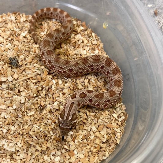 Anaconda Het Albino Pos Het Snow Western Hognose #2023M02