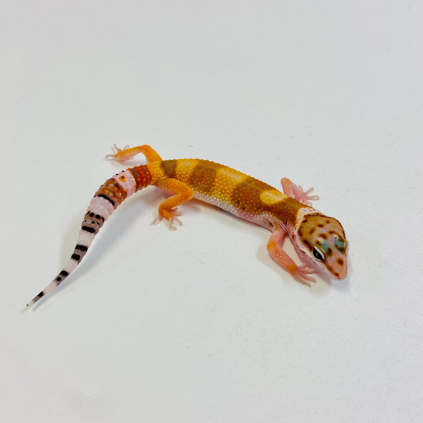 Tangerine Leopard Gecko Female #B-B2-52223-1