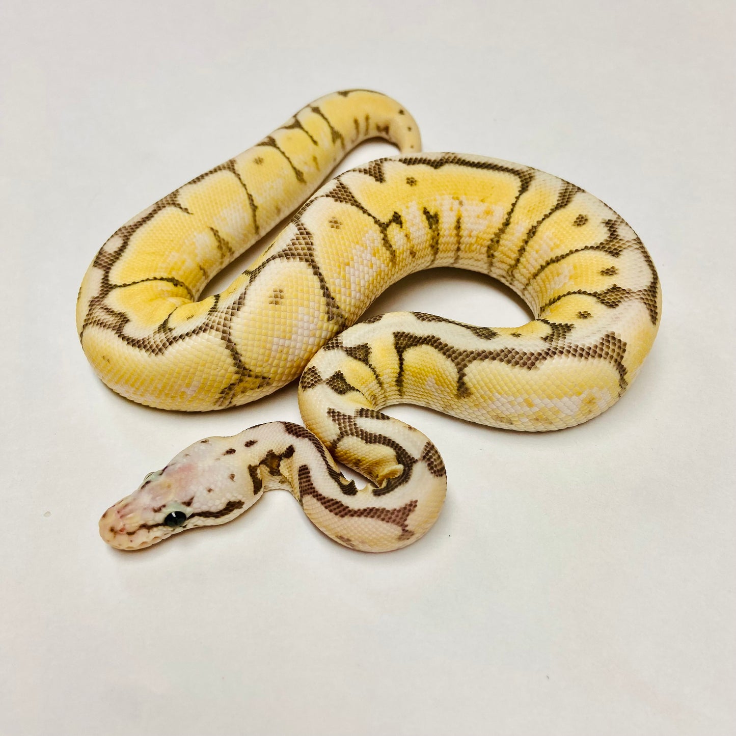Vanilla Killer Bee Ball Python- Female #2023F01