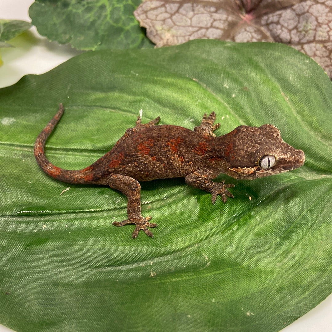 Red Blotched Reticulated Gargoyle Gecko Pos Female #AN236