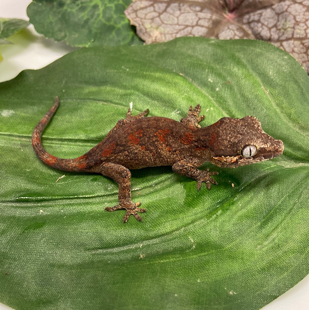 Red Blotched Reticulated Gargoyle Gecko 2023 Female AN236