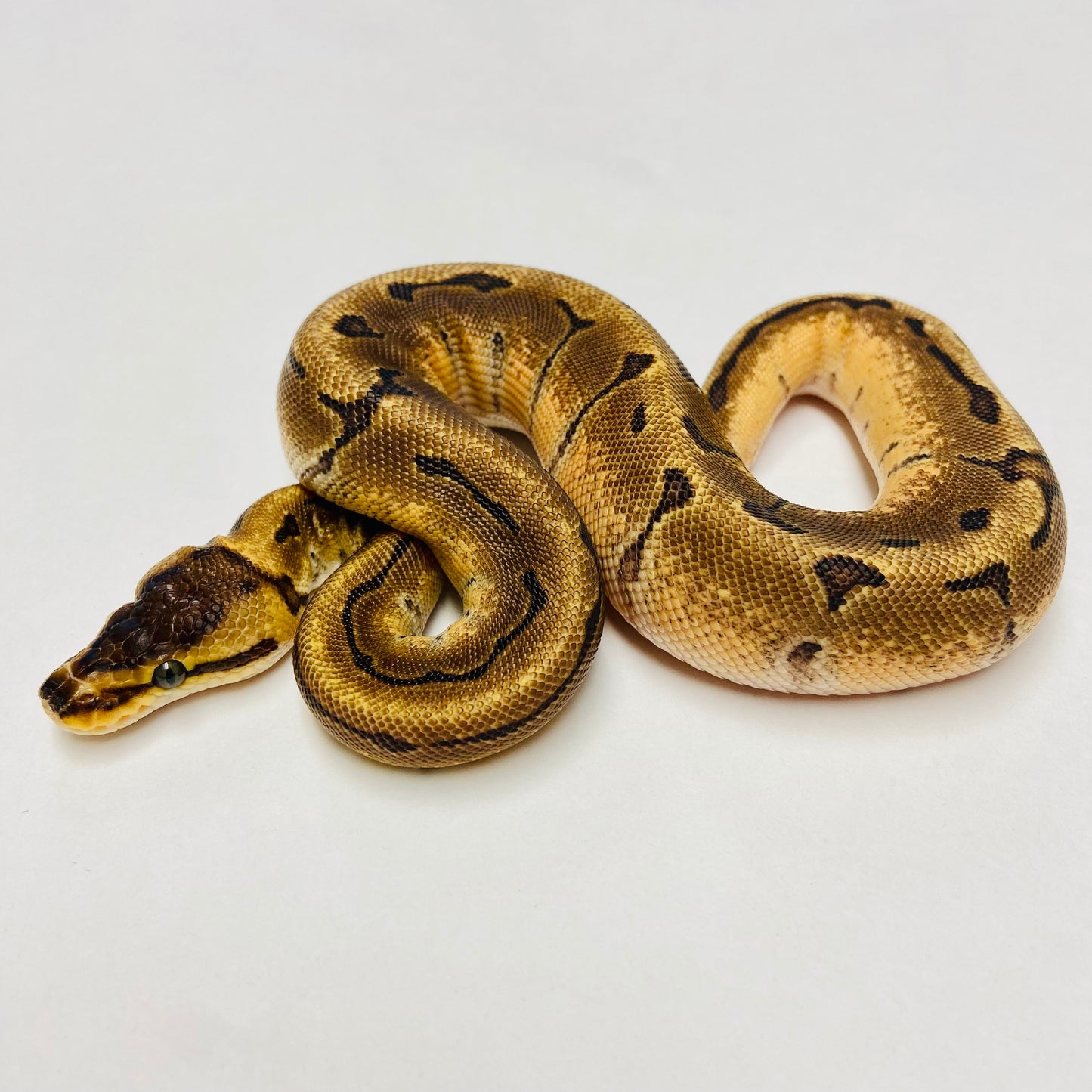 Enchi Pinstripe Ball Python- Female #2023F01
