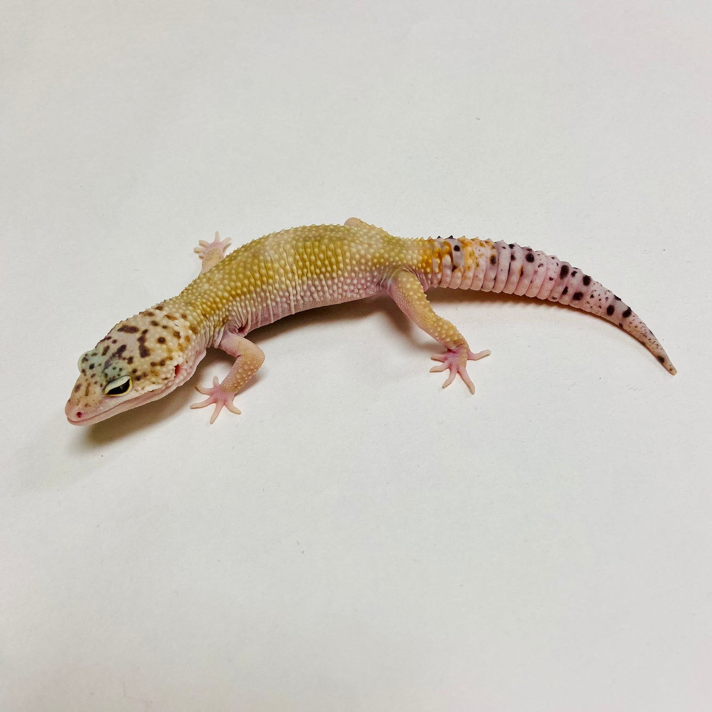 Hypo Mack Snow Eclipse W/Y Leopard Gecko Male C-B5-72124-1