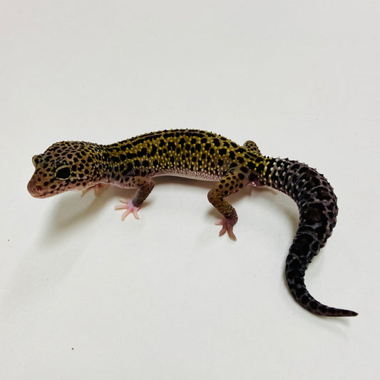 Dark Mack Snow Reverse Stripe Eclipse Leopard Gecko Male C-B3-71224-1