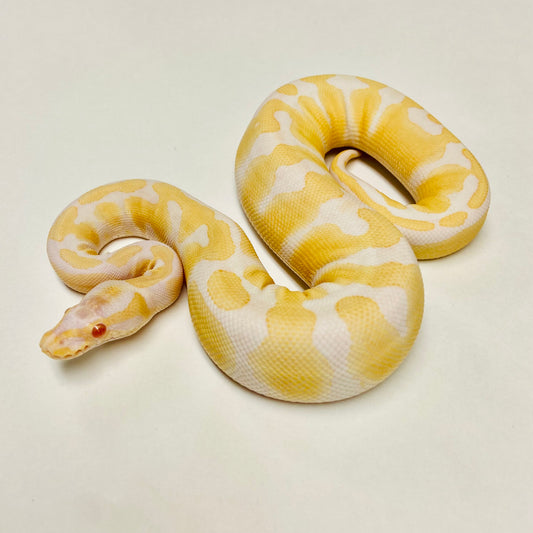 Albino Het Pied Ball Python- Female #2023F01