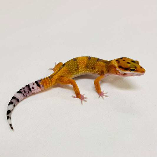 Bandit Hypo Tangerine Carrot Tail Leopard Gecko- Male #D-B1-61723-1