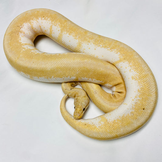 Adult Banana Spinner Ball Python- Female