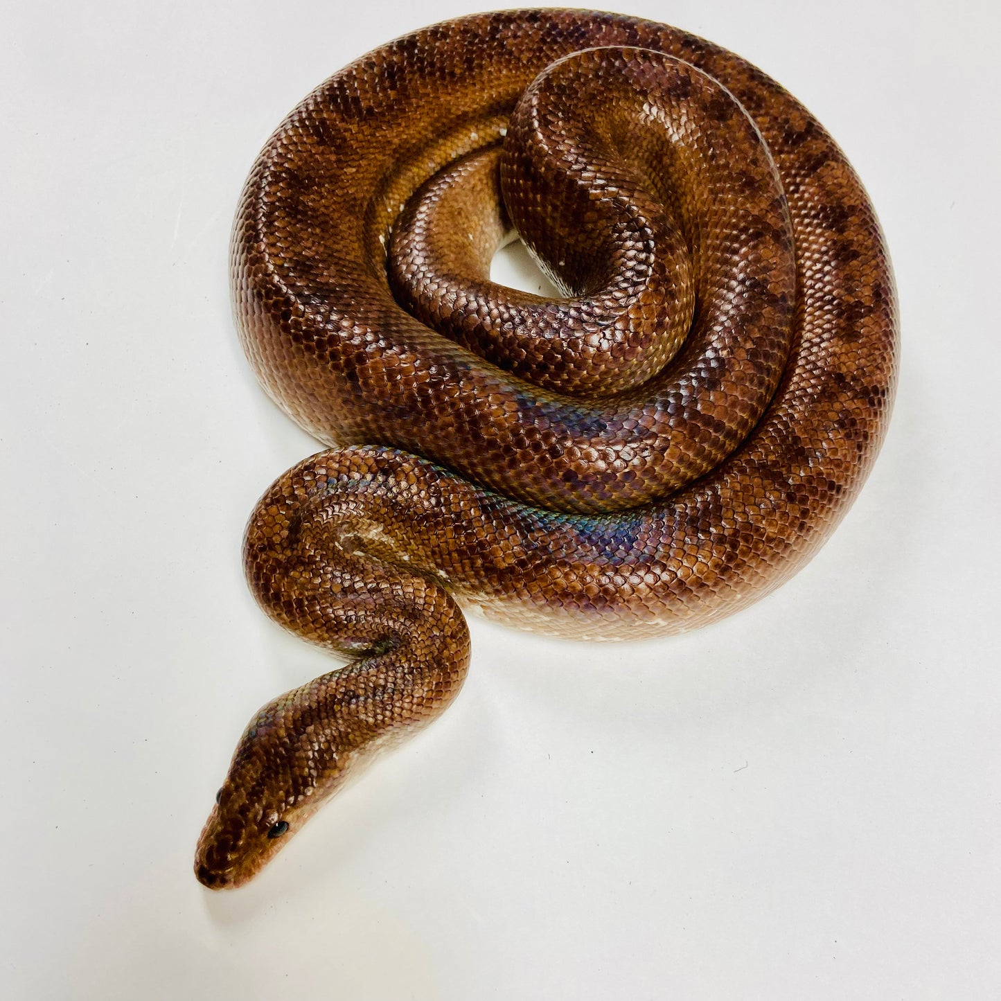 Adult Colombian Rainbow Boas