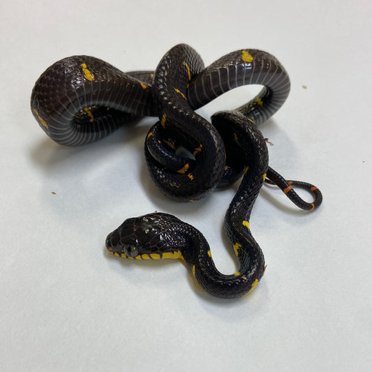 Mangrove Snake- 2023 Female #82023-F04