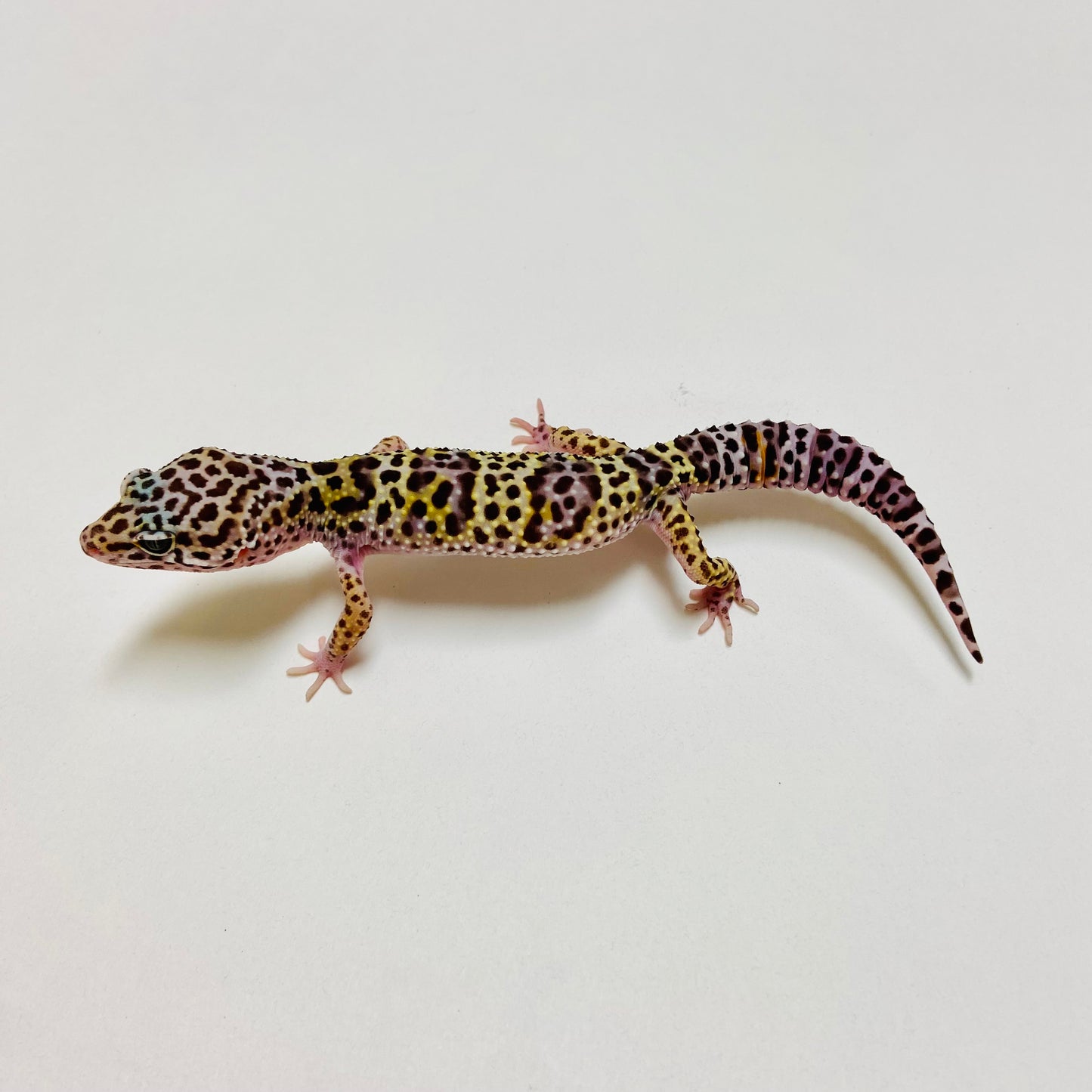Mack Snow Leopard Gecko Male E-B2-91024-1
