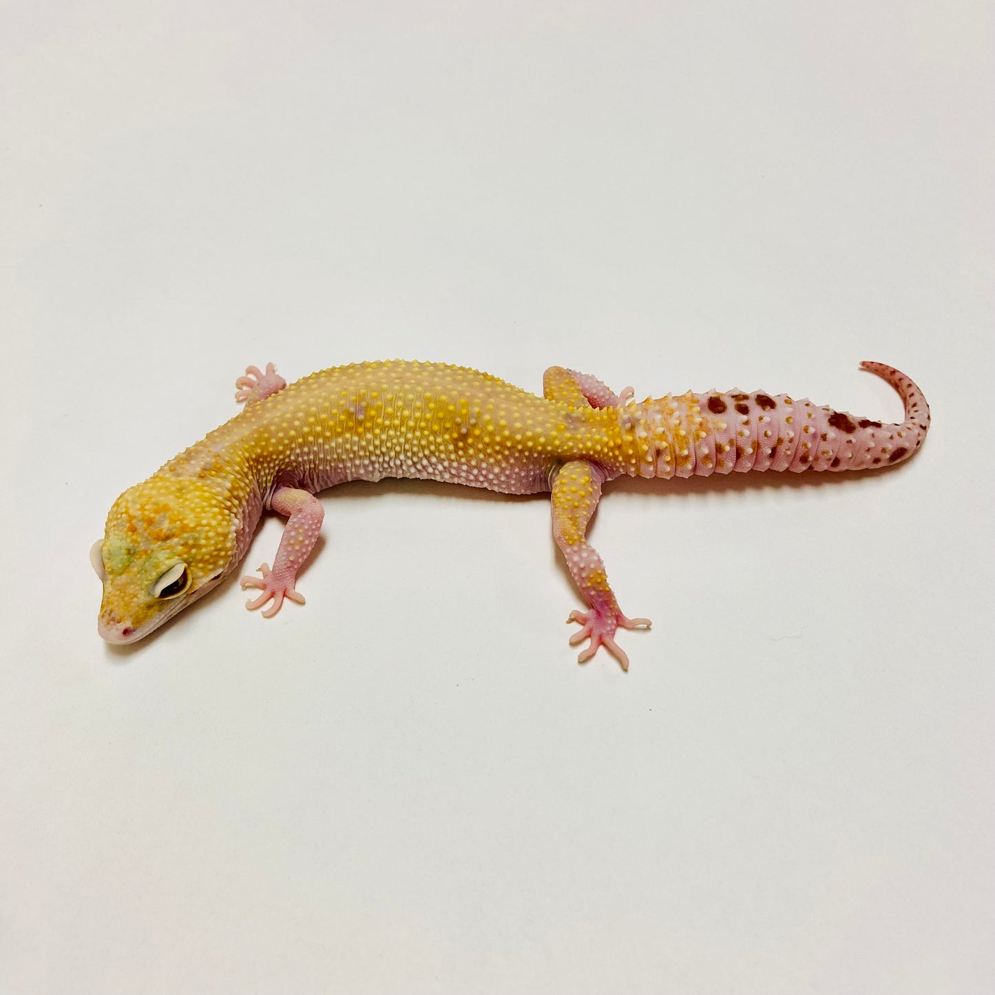 Mack Snow Raptor W/Y Leopard Gecko Female E-F3-82219-1