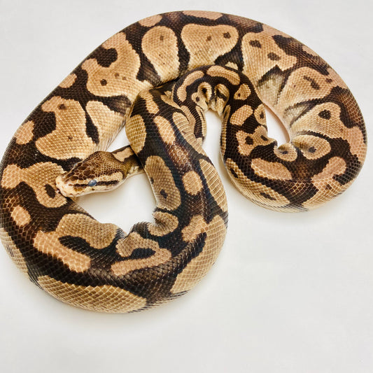 Adult Pastel Het Lavender Ball Python- Female