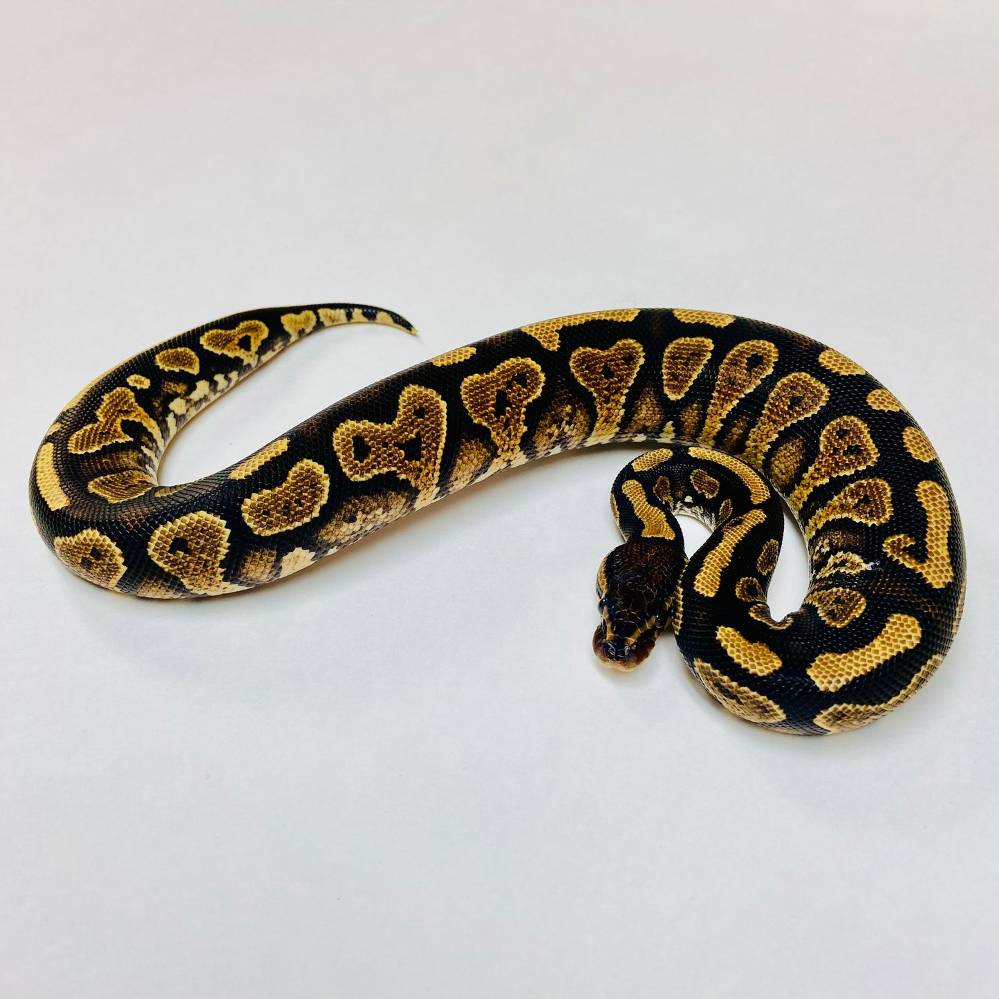 YellowBelly Ball Python Female- #2023F02