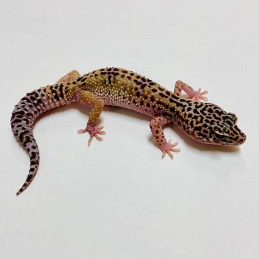 Dark Mack Snow Leopard Gecko Female A-C3-53123-1