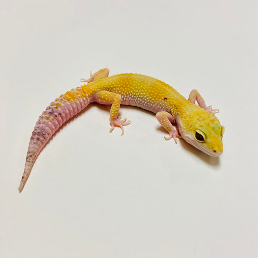 Super Hypo Tangerine Carrot Tail Baldy W/Y Leopard Gecko Female E-J10-82519-1