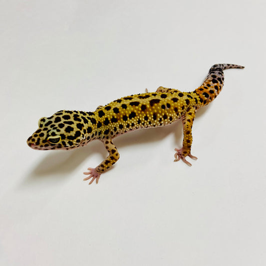 Normal Leopard Gecko Male A-C5-60323-1