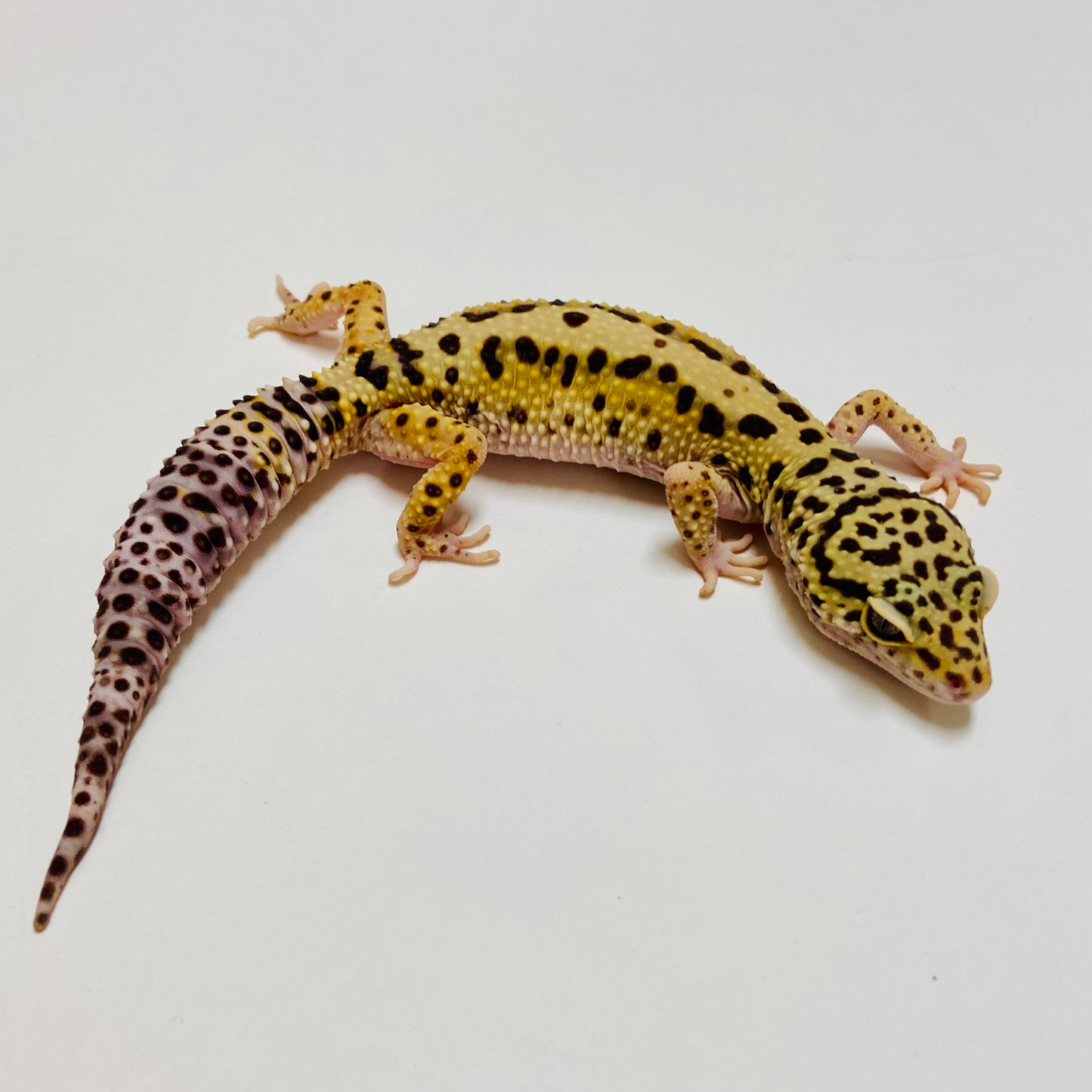 Mack Snow Stripe Leopard Gecko Female E-L5-70621-1