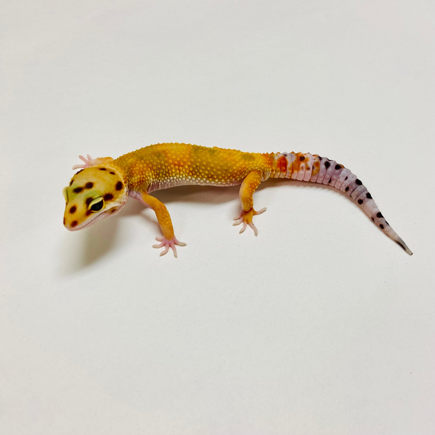 Hypo Tangerine W/Y Leopard Gecko Male E-A4-81924-1